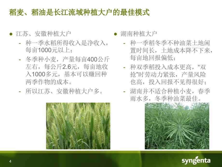 先正达油菜壮苗增产技术_第4页