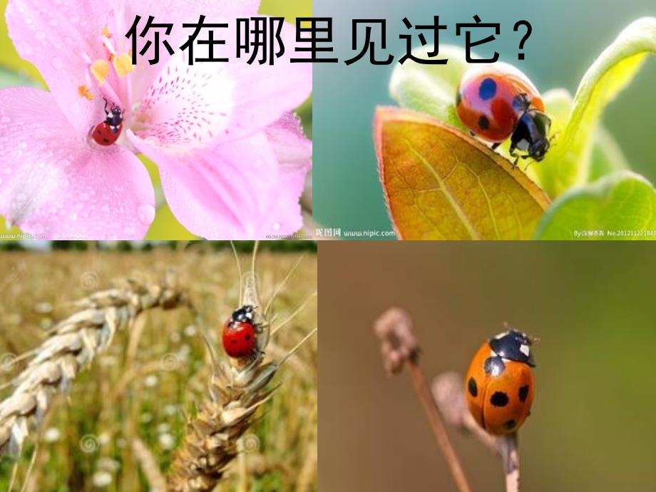 人教版小学美术一年级下册《瓢虫的花衣裳》课件_42_第3页