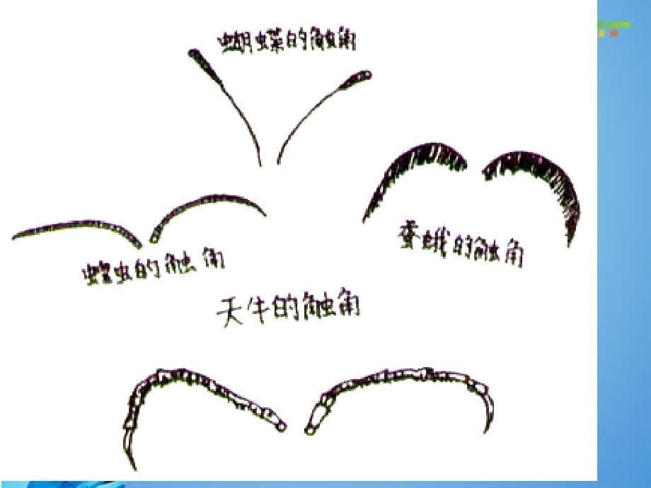 六年级科学下册放大镜下的昆虫世界（一）课件教科版_1_第5页