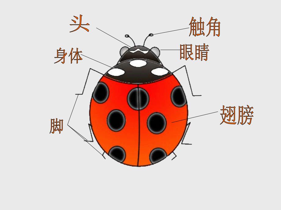 人教版小学一年级美术下册课件《瓢虫的花衣裳》_2_第2页