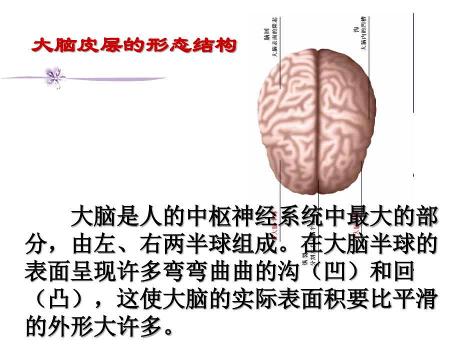 大脑皮层是神经系统的最高级中枢_第2页