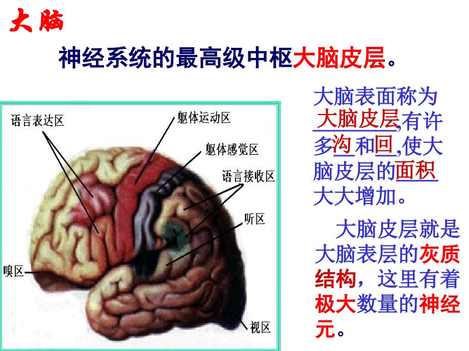 大脑皮层是神经系统的最高级中枢_第3页