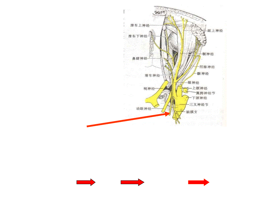 神经系统4_第2页