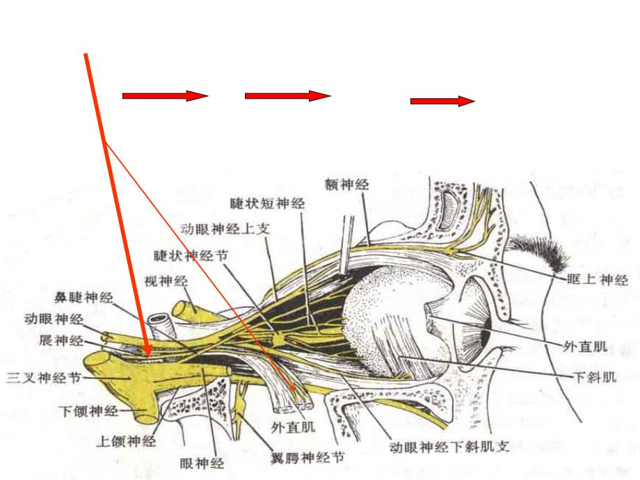 神经系统4_第3页