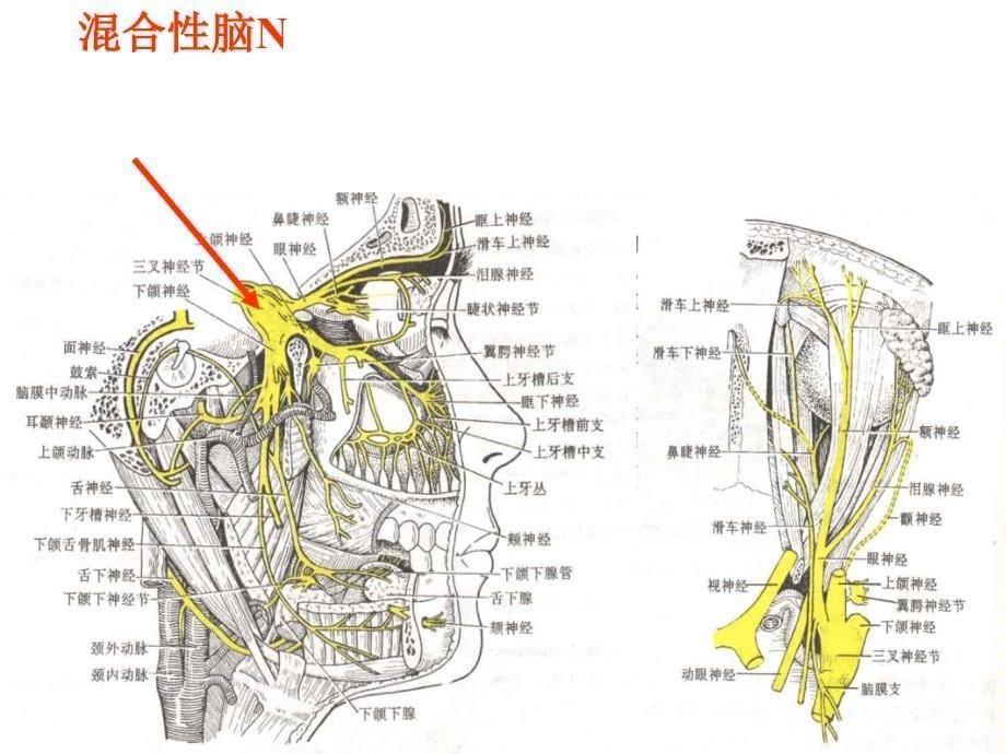 神经系统4_第5页