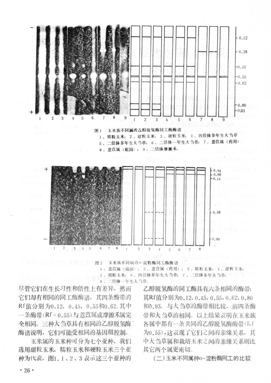 应用同工酶技术鉴定二倍体多年生大刍草在玉米族中的亲缘关系_第2页