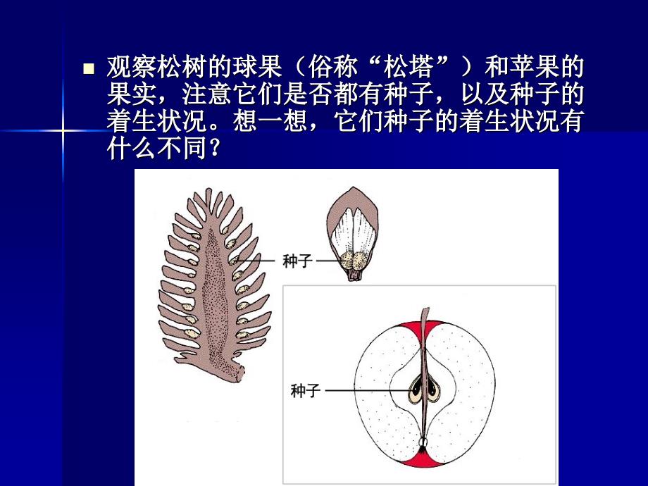 植物的主要类型第三课时_第2页