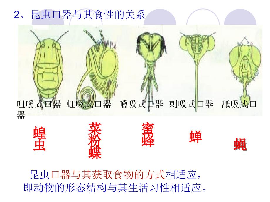 冀教版生物七上第三章复习提纲_第4页