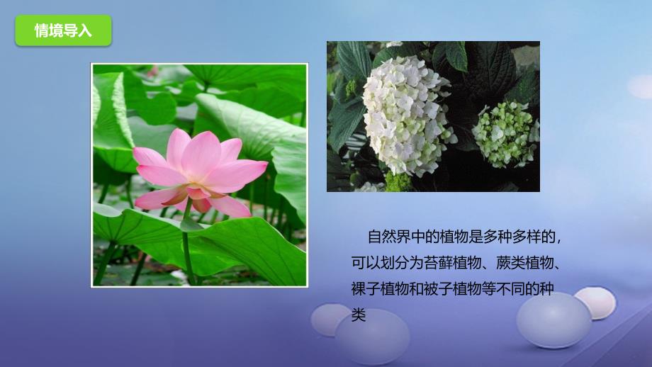 八年级生物下册134植物课件北京课改版_1_第3页