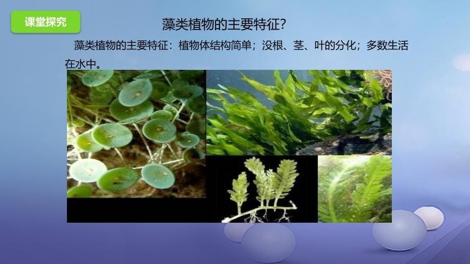 八年级生物下册134植物课件北京课改版_1_第5页