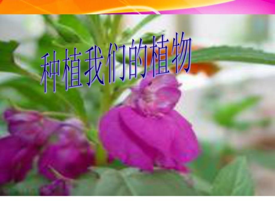 三年级科学下册12种植我们的植物教科版_第1页