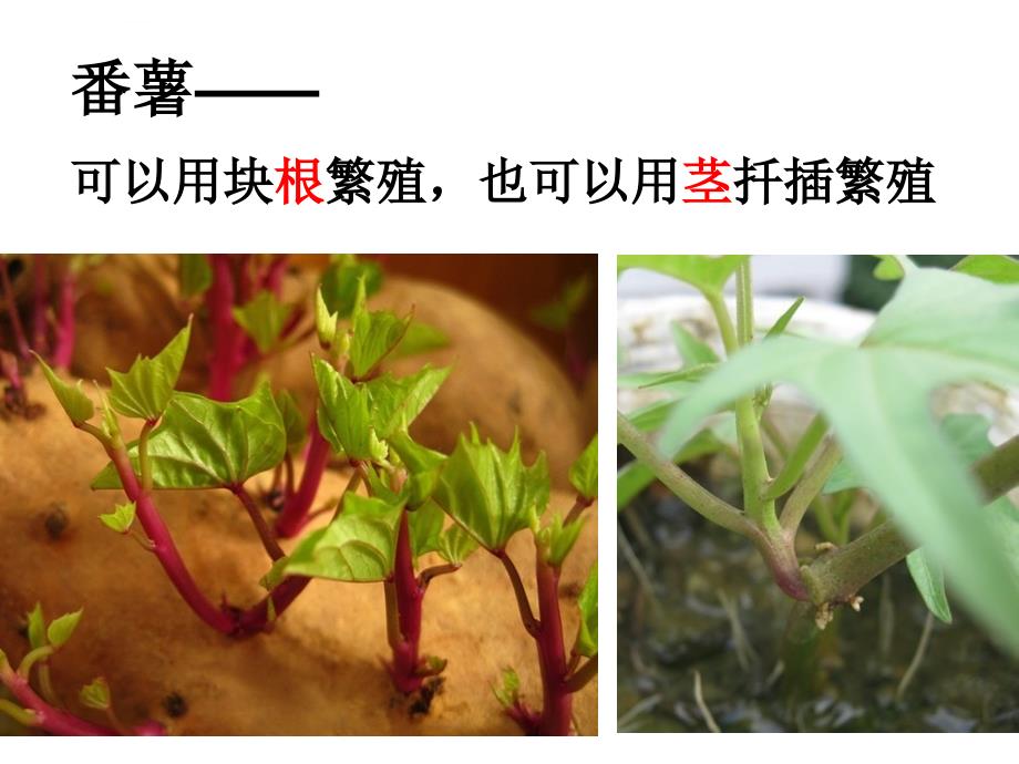 三下一1植物新生命的开始陈建秋_第3页