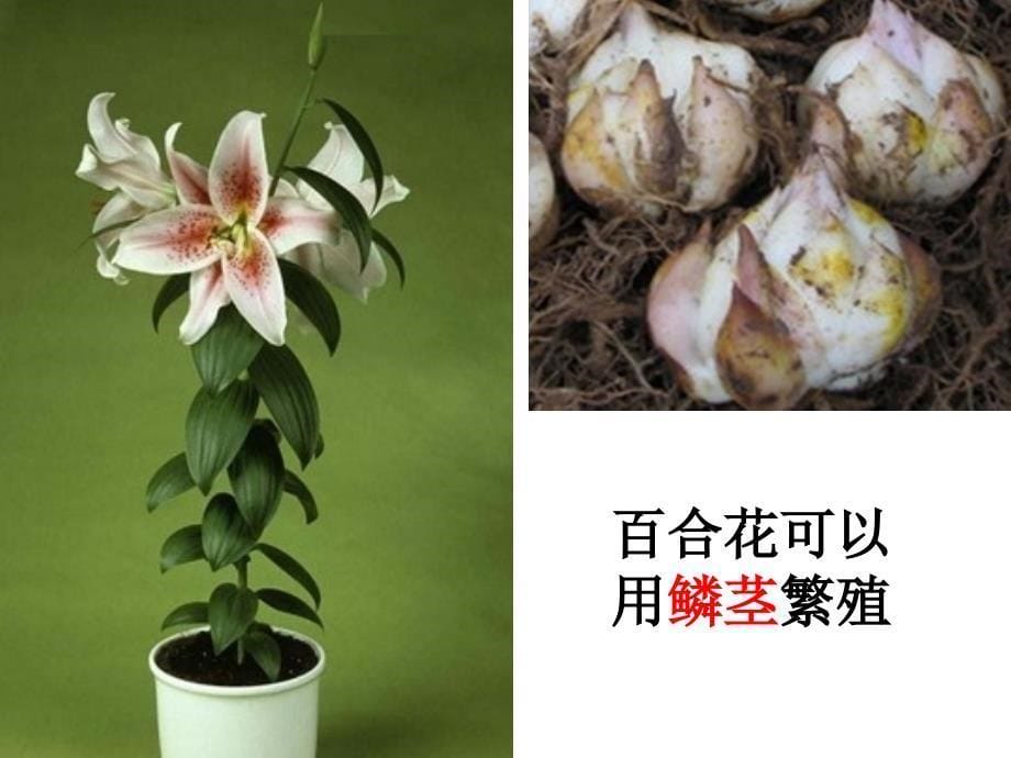 三下一1植物新生命的开始陈建秋_第5页