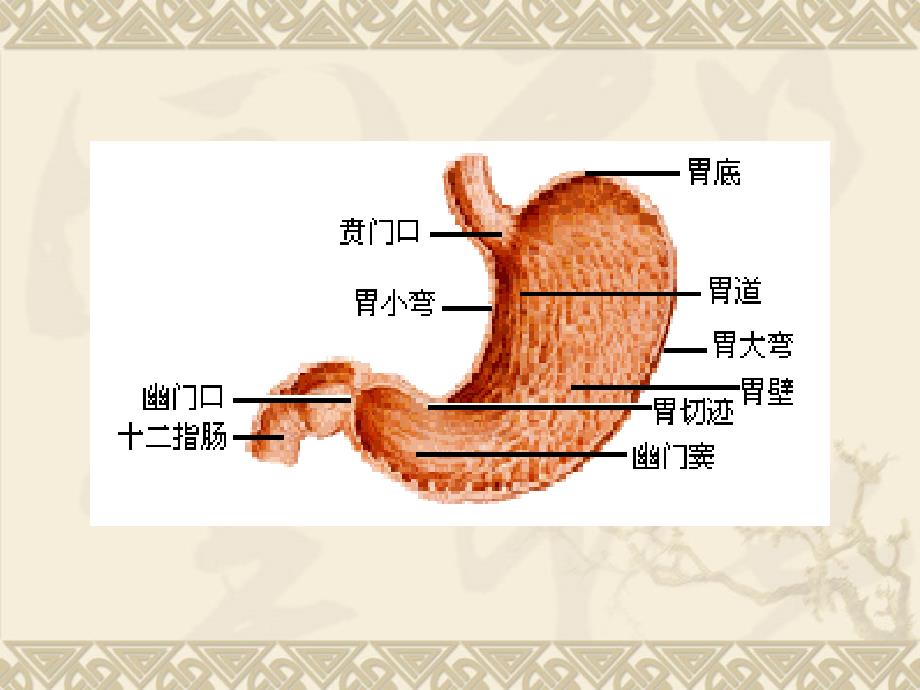 胃癌是最常见的胃肿瘤_第2页