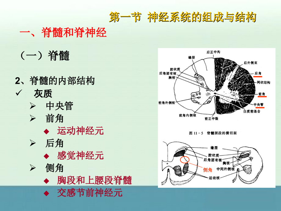 2013届高三生物教师随堂精选课件：《神经系统结构与功能》1（浙科版必修3）_第4页