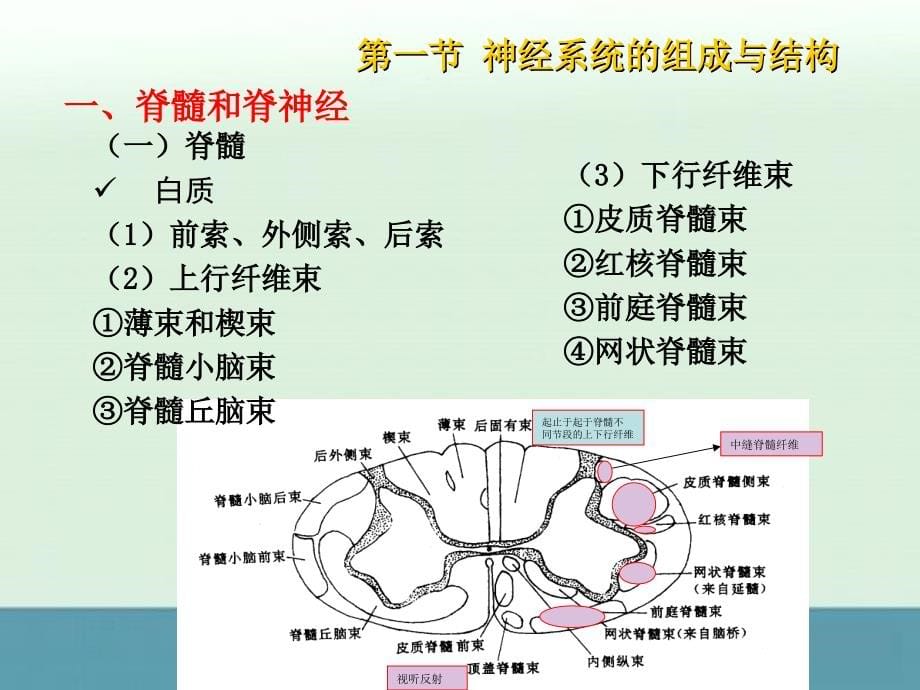 2013届高三生物教师随堂精选课件：《神经系统结构与功能》1（浙科版必修3）_第5页