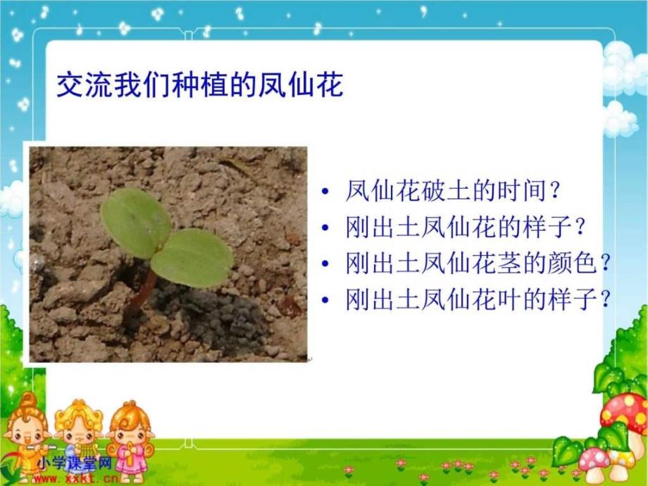 三年级科学下册《种子变成了幼苗》ppt课件之六（教科版）_第3页