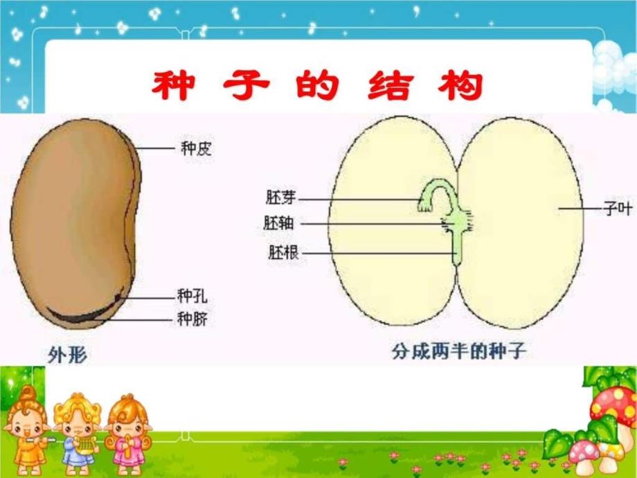 三年级科学下册《种子变成了幼苗》ppt课件之六（教科版）_第4页