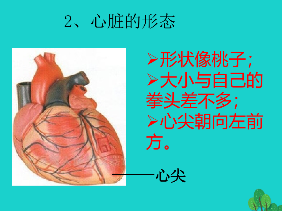 北京市大兴区第三中学七年级生物下册第五章第二节人体内的物质运输血液循环课件北京课改版_1_第3页