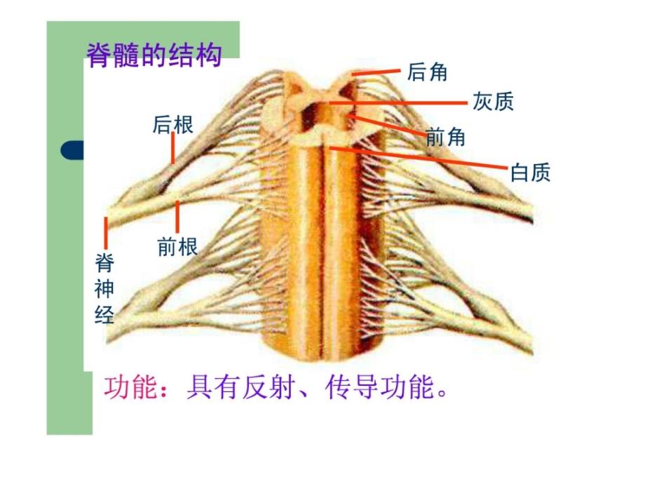 高考生物专题复习课件：神经调节_第3页