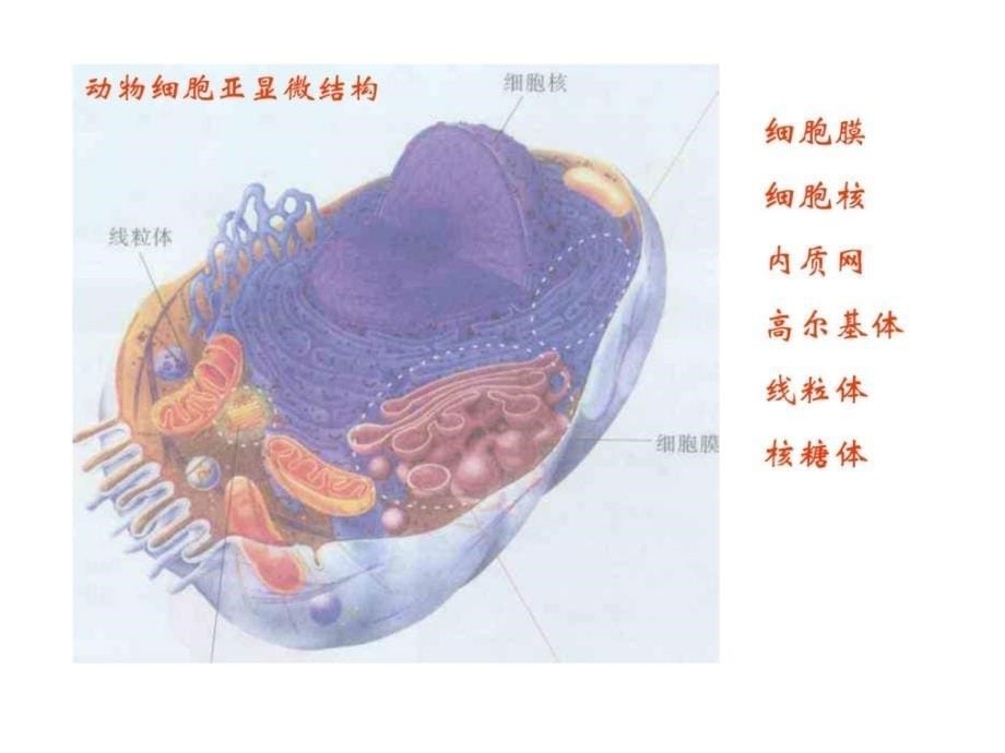 高一生物上学期必修3-2-2_第5页