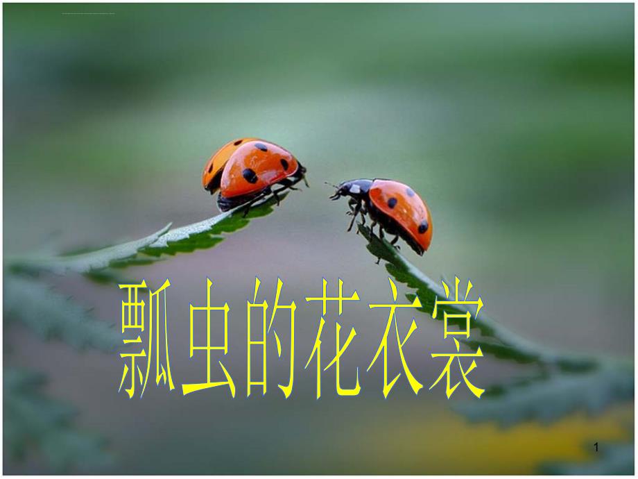 人教版美术一年级下册《瓢虫的花衣裳》课件_3_第1页