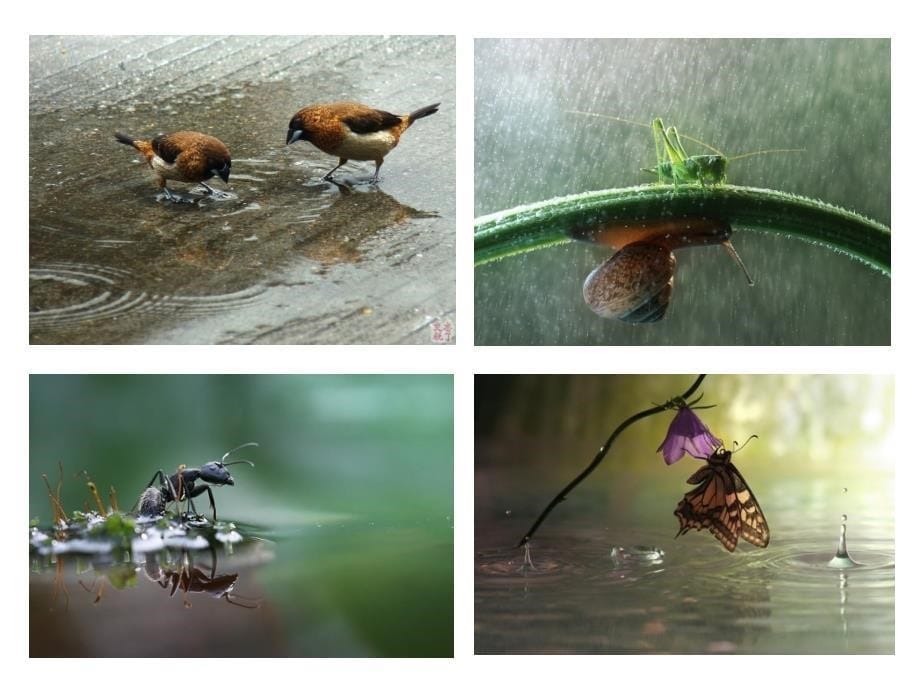 下雨啦课件小学美术人教版一年级上册_第5页