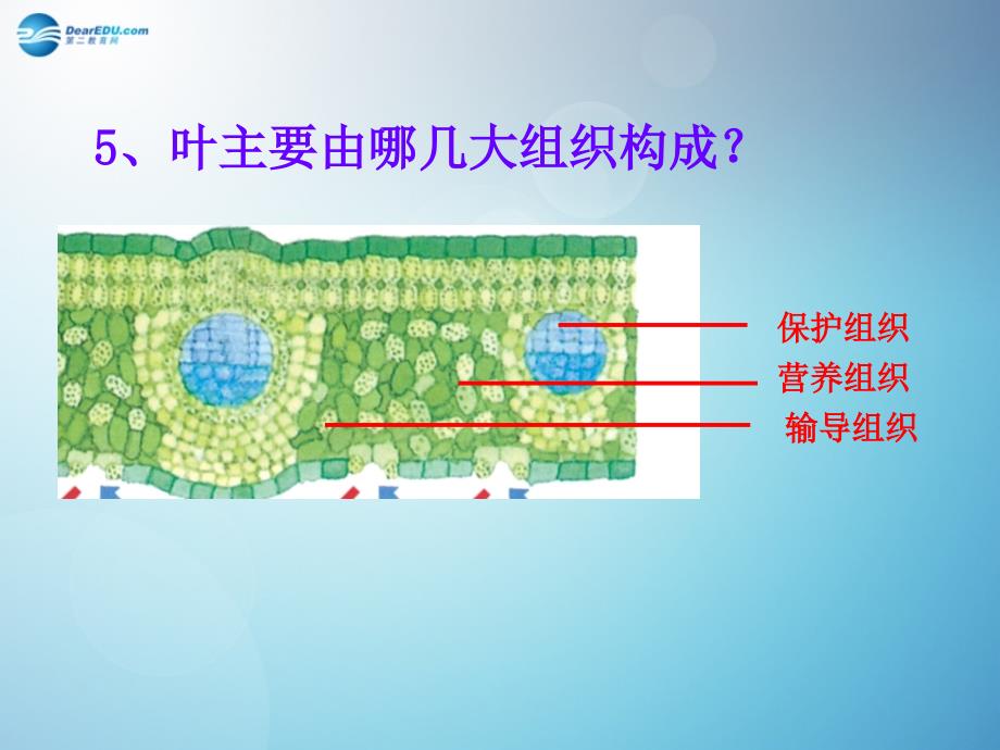 2014秋七年级科学上册23生物体的结构层次（第3课时）课件浙教版_第4页