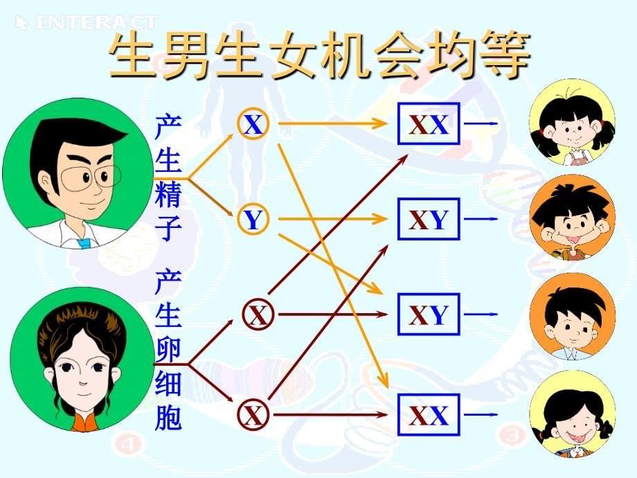 【八上】第二章第四节人的性别遗传_第5页