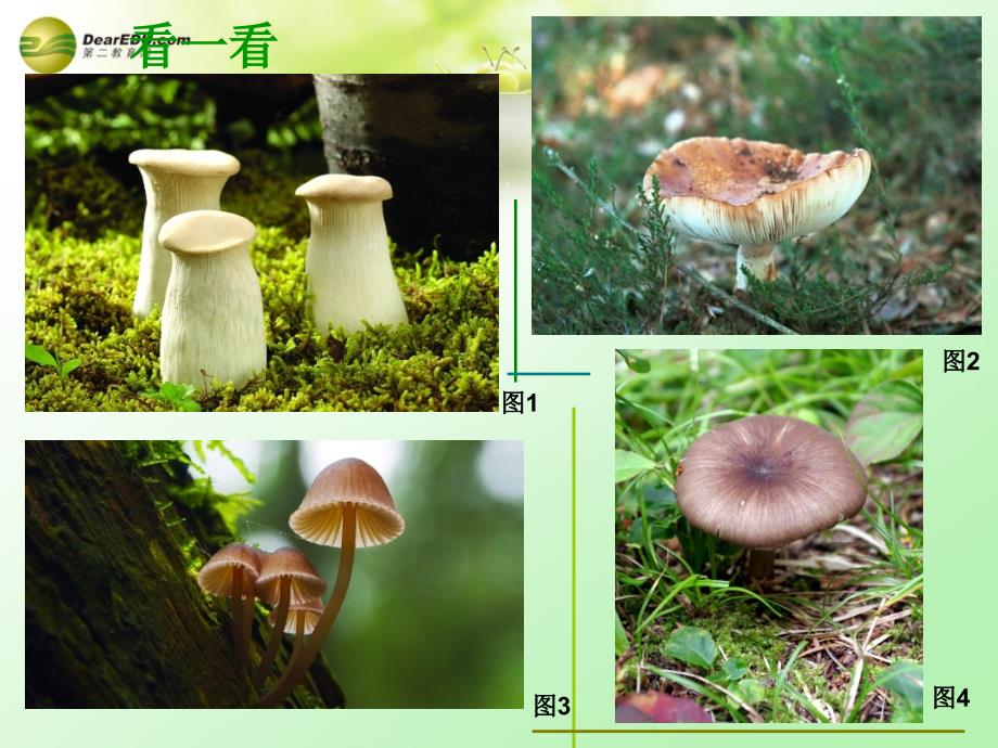 2014一年级美术下册蘑菇家园课件浙美版_1_第4页