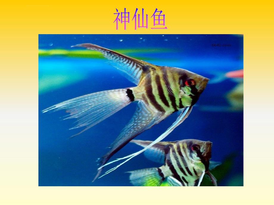 《热带鱼乐园课件》小学美术浙人美版一年级下册_21_第4页