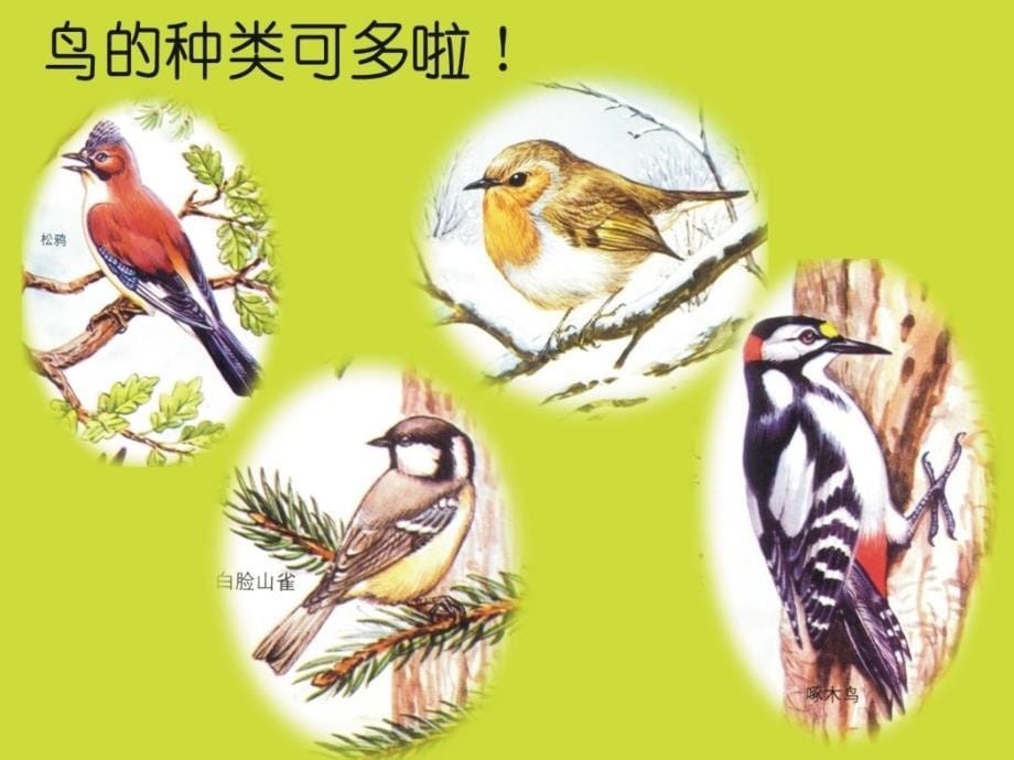 一年级美术上册小鸟喜欢的树课件沪教版_第5页