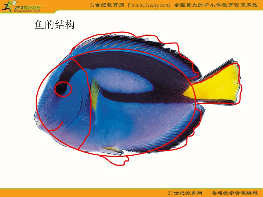 一年级美术上册课件（浙美版）大鱼和小鱼_第2页