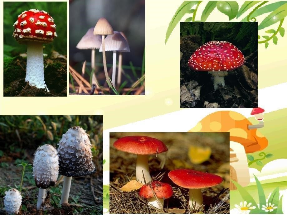 《蘑菇家园》课件小学美术浙人美版一年级下册（年10月第1版）（）_第5页