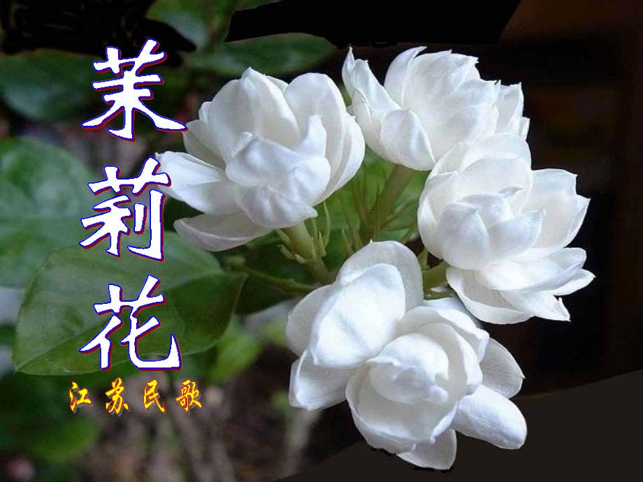 六年级上册音乐课件-茉莉花（江苏民歌）（一）｜人音版（简谱）_第1页