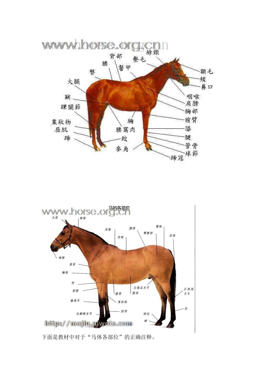 马的身体部位名称_第1页