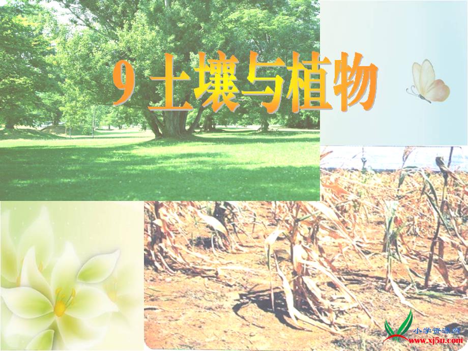 （青岛版）科学四年级下册《土壤与植物》ppt课件1_第1页