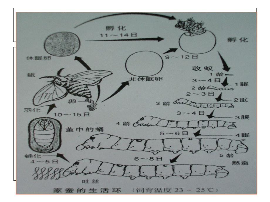 四年级下科学课件《养蚕经验交流会》课件1苏教版（三起）_第4页