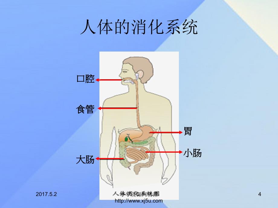 2016秋四年级科学上册2.3《一次奇妙的旅行》课件大象版4_第4页