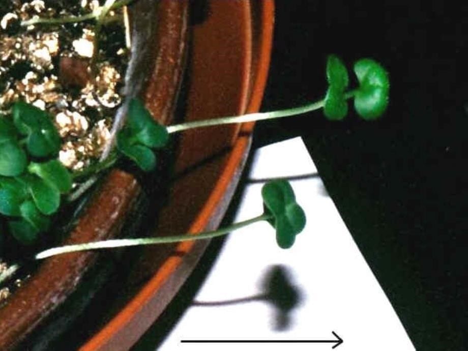 植物的向光性_第5页