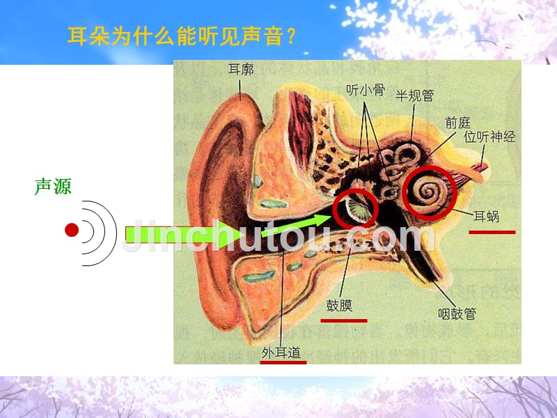 四年级上科学课件《我们是怎样听到声音》课件苏教版（三起）_第4页