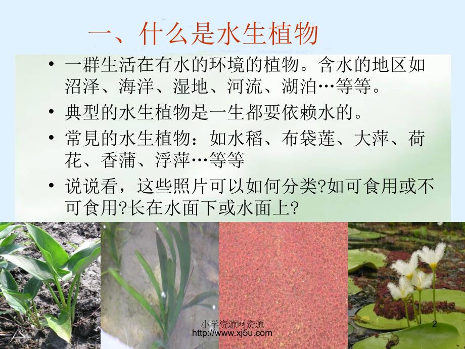 2016秋教科版科学三上1.4《水生植物》ppt课件3al_第2页