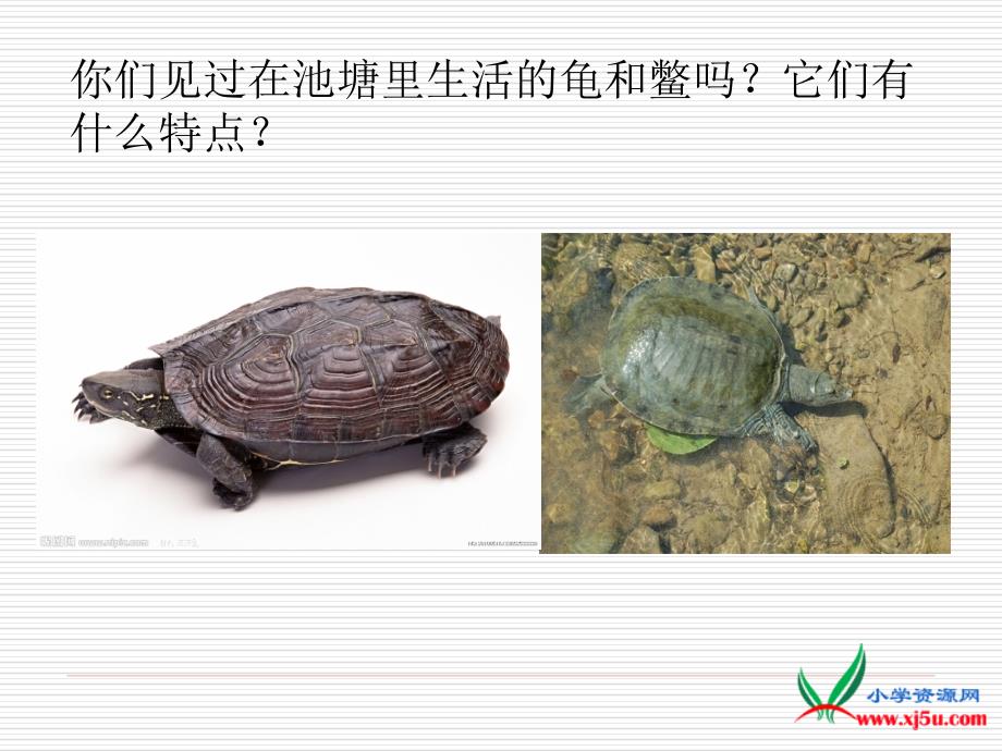 （鄂教版）五年级科学上册课件龟和鳖_第3页