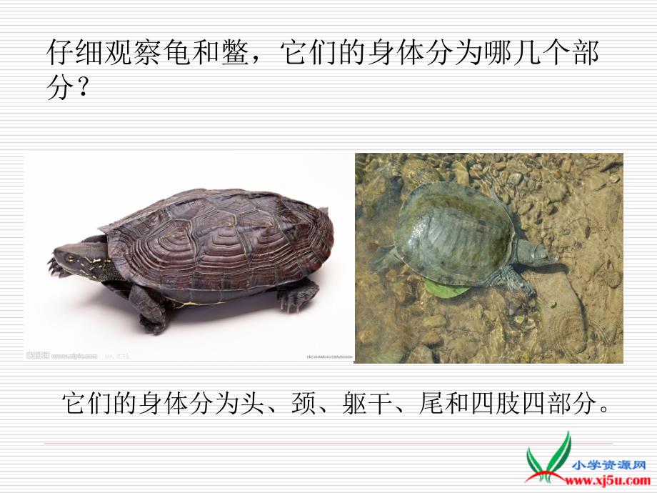 （鄂教版）五年级科学上册课件龟和鳖_第4页