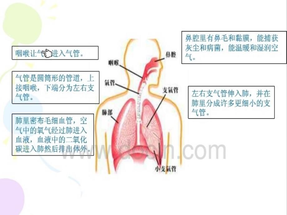 2016秋湘教版科学五上1.1《我们在呼吸》ppt课件1_第4页