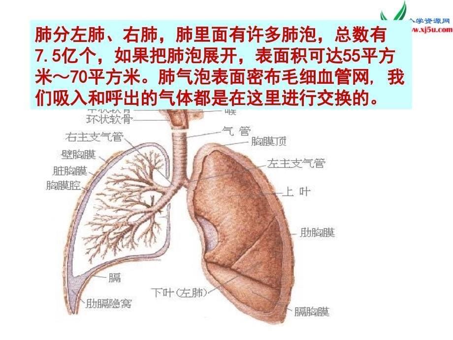 2016秋湘教版科学五上1.1《我们在呼吸》ppt课件1_第5页