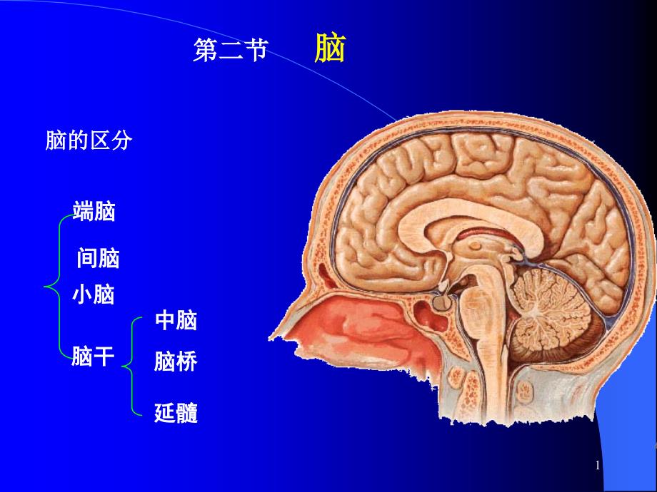 （二）脑干内部结构_第1页