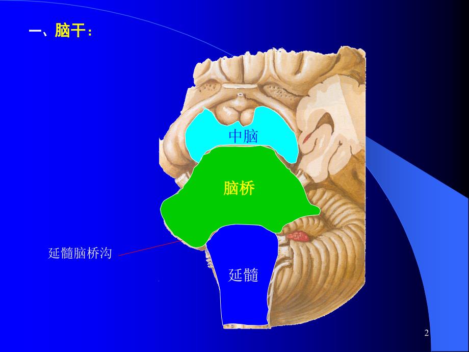 （二）脑干内部结构_第2页