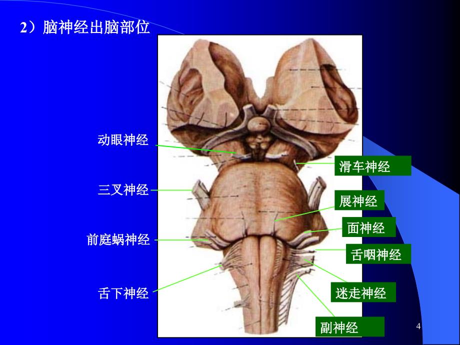 （二）脑干内部结构_第4页