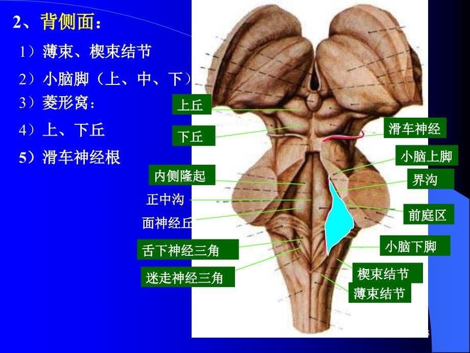 （二）脑干内部结构_第5页